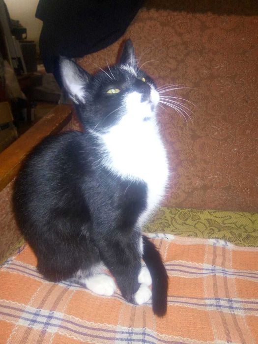 Віддам безкоштовно молодих лагідних і веселих котиків