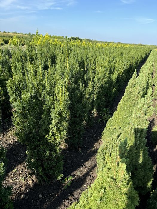 Cis hicksi  taxus