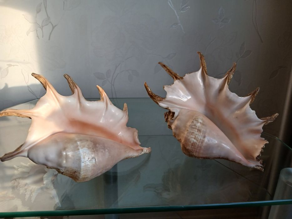 Ракушки морские,океанические,большие