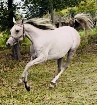 Klacz Arabska Orlando / Orla Wieza