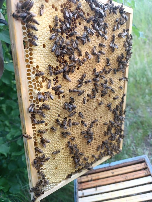 Odkłady pszczele 5 ramkowe wielkopolskie