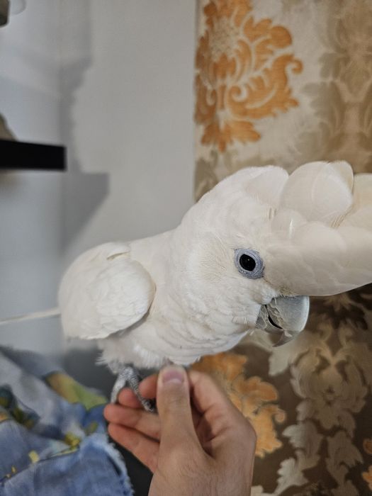 Papagaio Catatua
