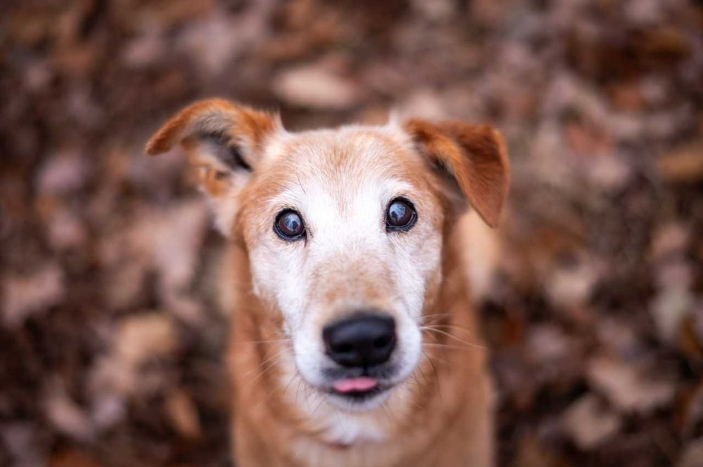 Winne - pies który ciągle się uśmiecha ADOPCJA
