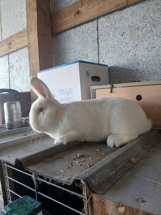 Samczyk Nowozelandzki Biały