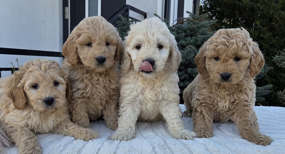 Mini Goldendoodle Samczyk