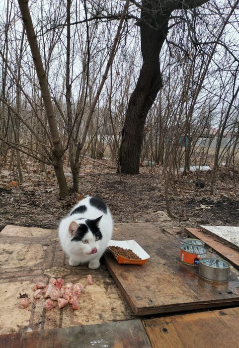 Отдам черно-белого кота, 2 года