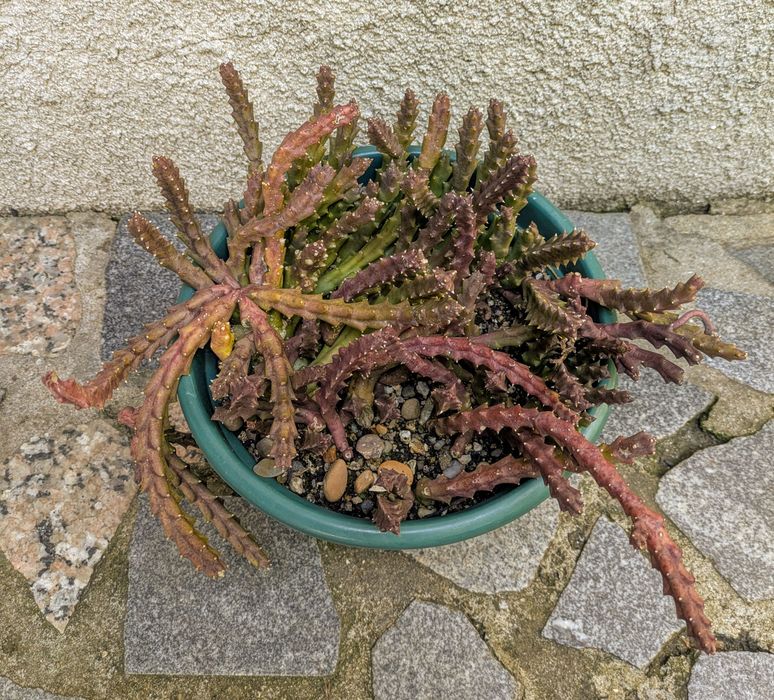 Plantas , catos, suculentas, protea, leucadendro