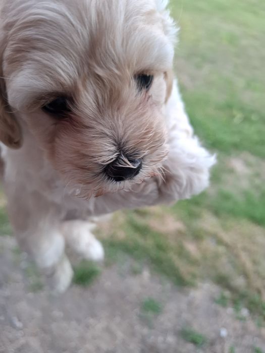Sprzedam Maltipoo