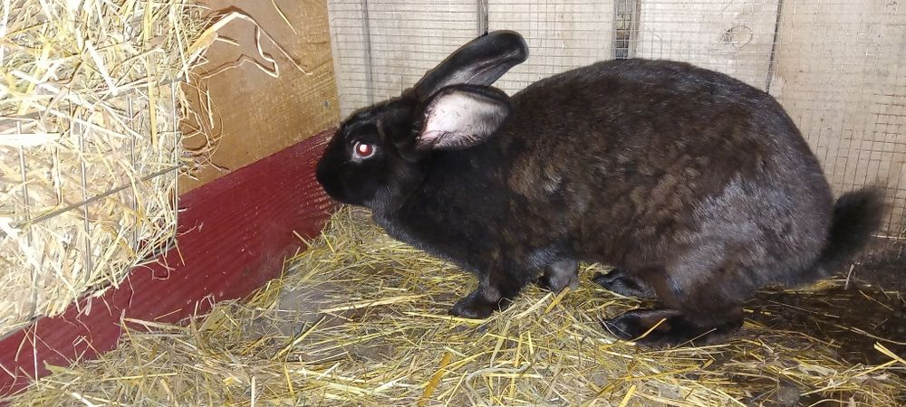 Kroliki samce i samice