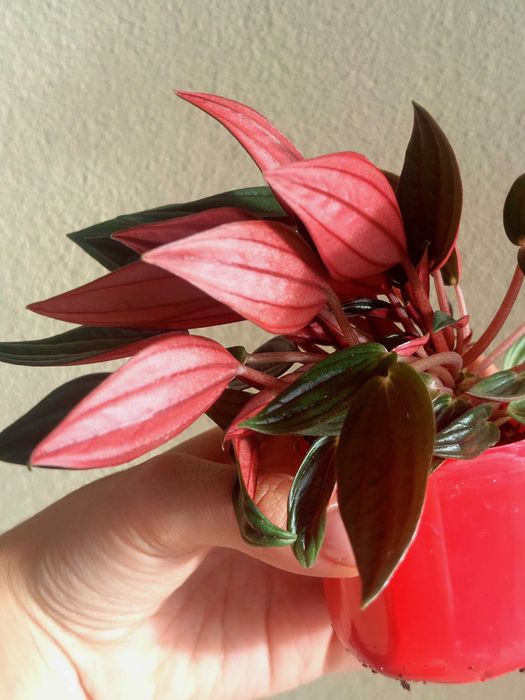 Planta Peperomia caperata 'Rosso'