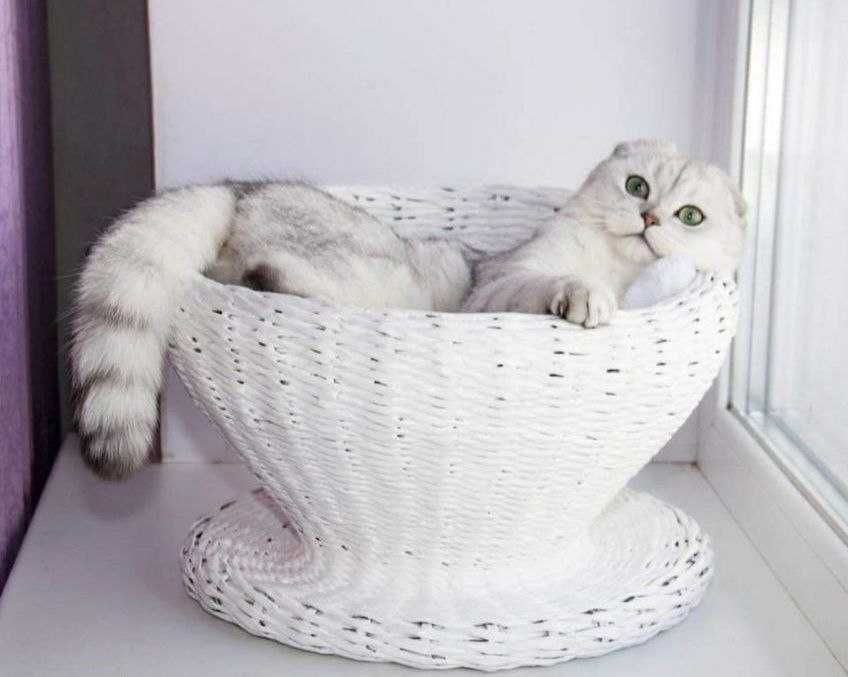 Kitens blue marble on silver BRI as 22 Шотландська мрамурова шиншилка