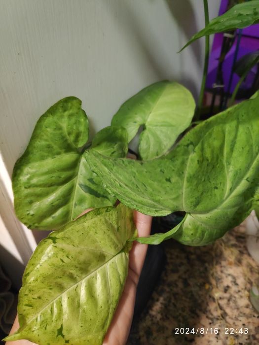 Syngonium Freckles (planta de interior)