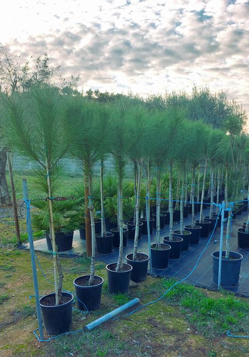 Pinheiros mansos 1.50/1.70