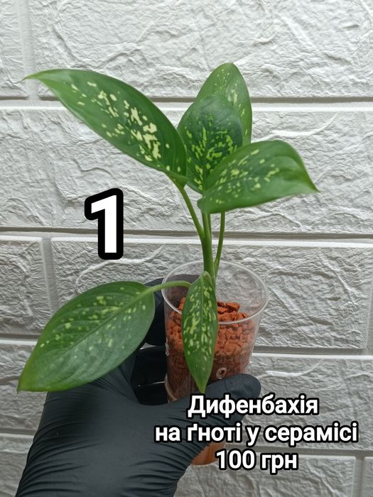Диффенбахии на фитиле