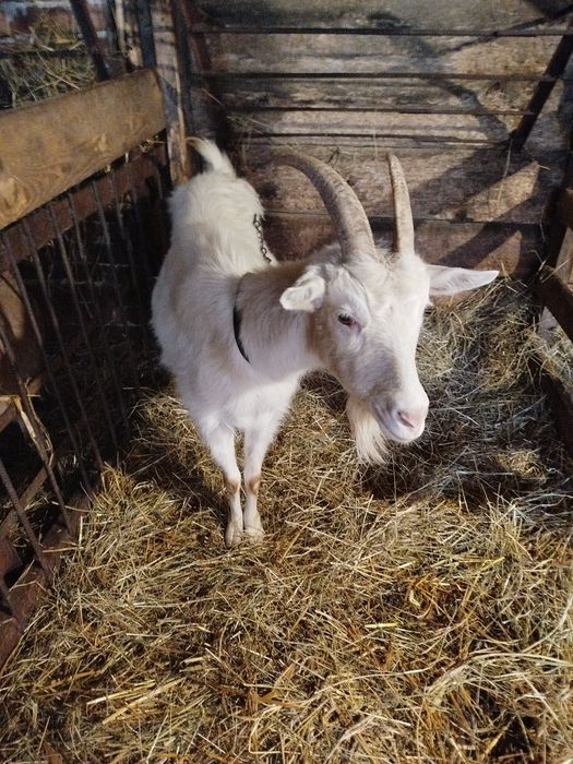 Продам молочних кіз