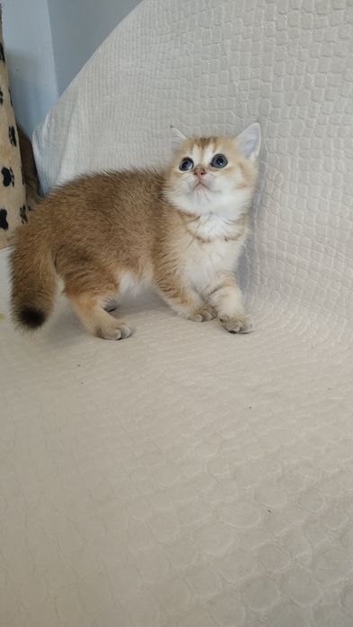 Золотая шотландская кошечка