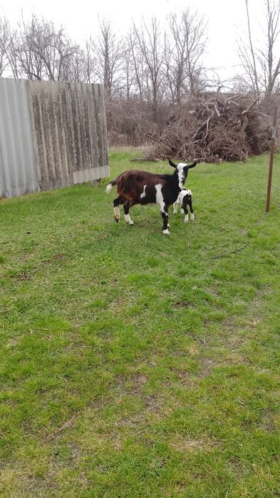 Коза первородка с козленком