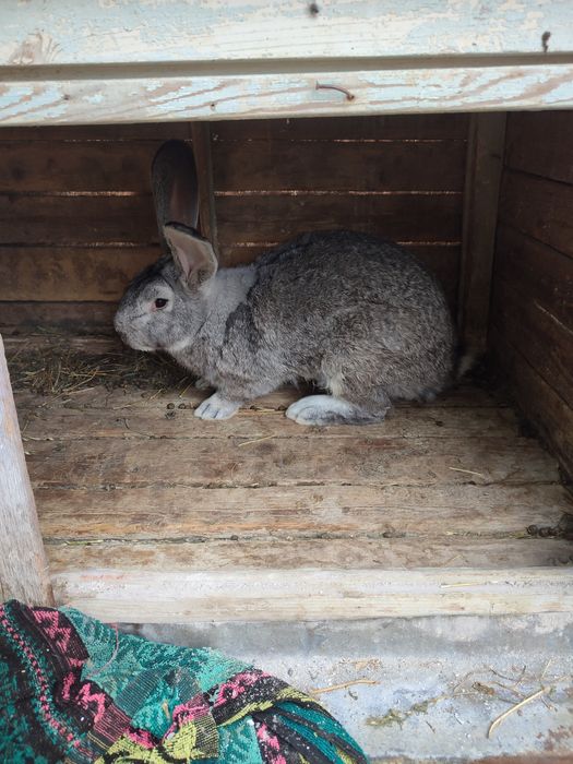 Продам кролів європейська шиншила