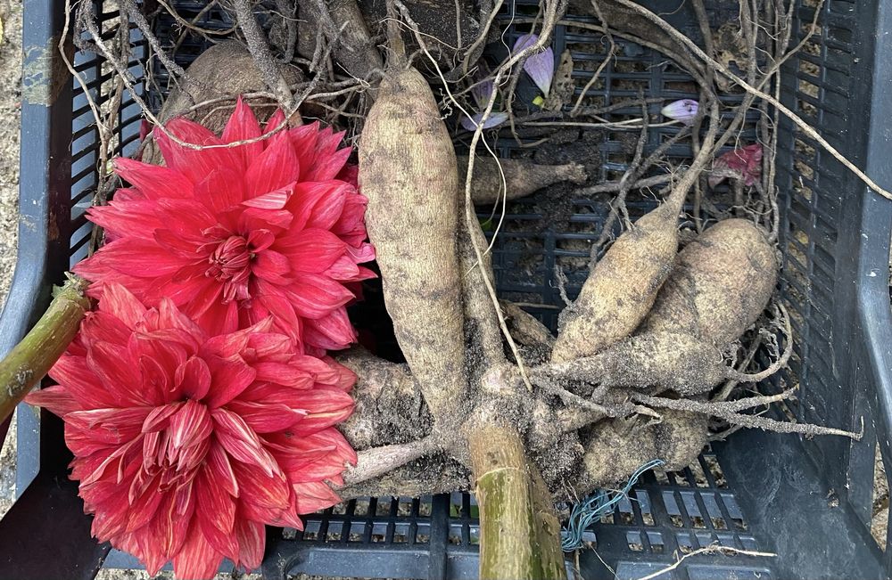 Angel Cheeks, Joker,.Henry, Bockstoce, Георгіни пампонні та шаровидні