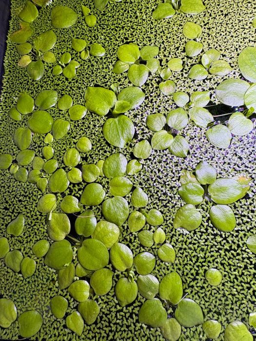 Plantas flutuantes