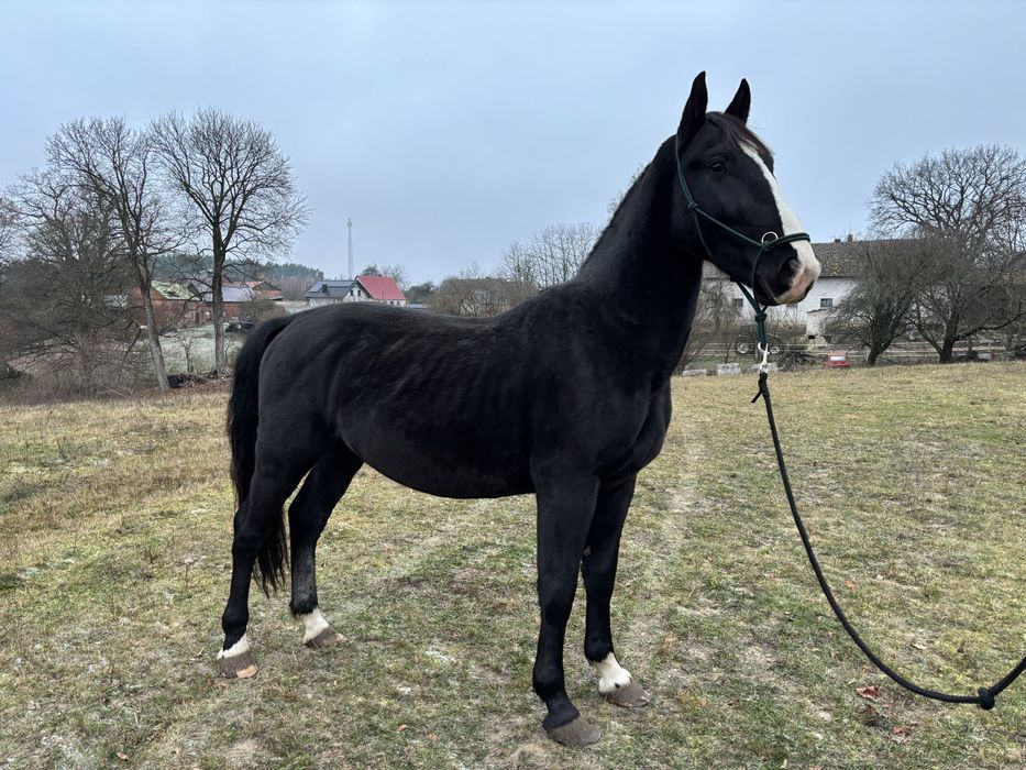 Ogier rasy śląskiej