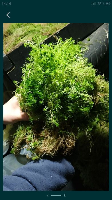 Мох сфагнум зелений свіжий свежий живой для орхидей улиток равликів