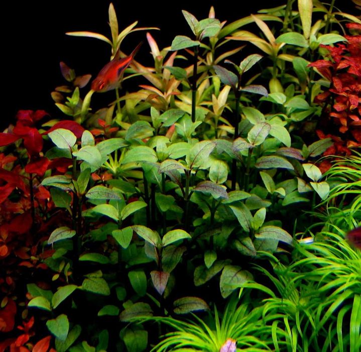Roślina akwariowa Acmella repens