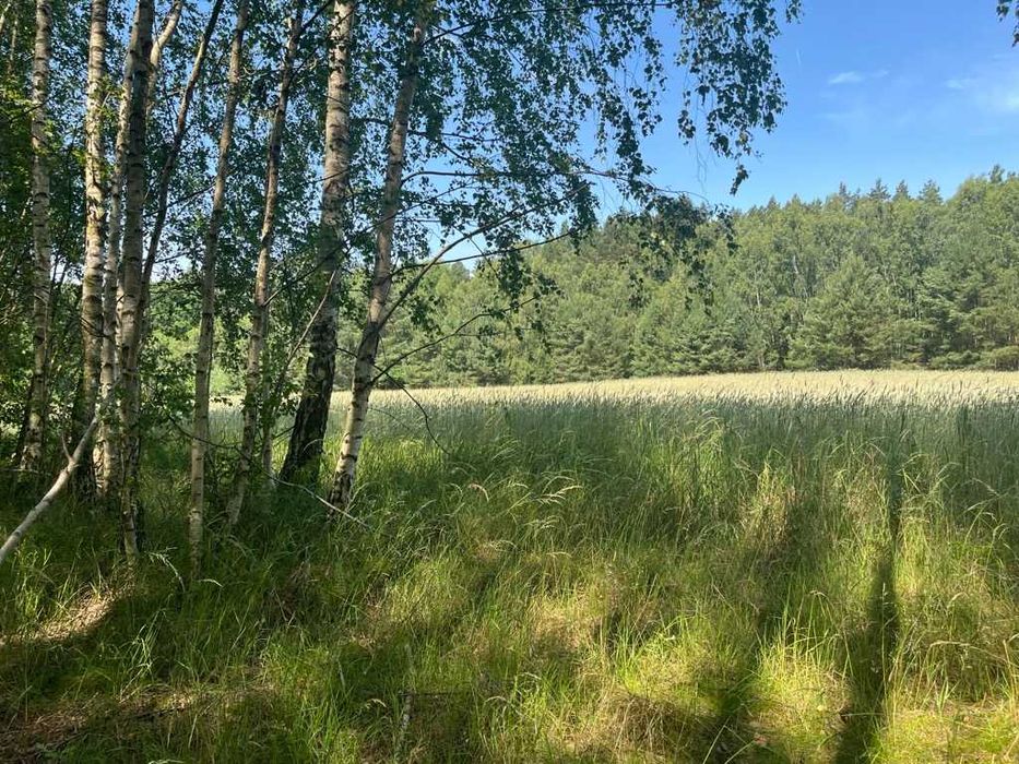 Działka na sprzedaż - Chłopowo - Widok 3