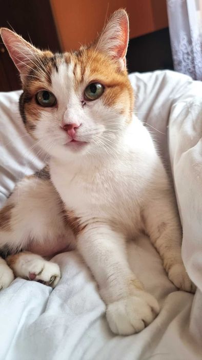 Atena dojrzała trikolorka, wyrwana z piekła szuka pilnie domu