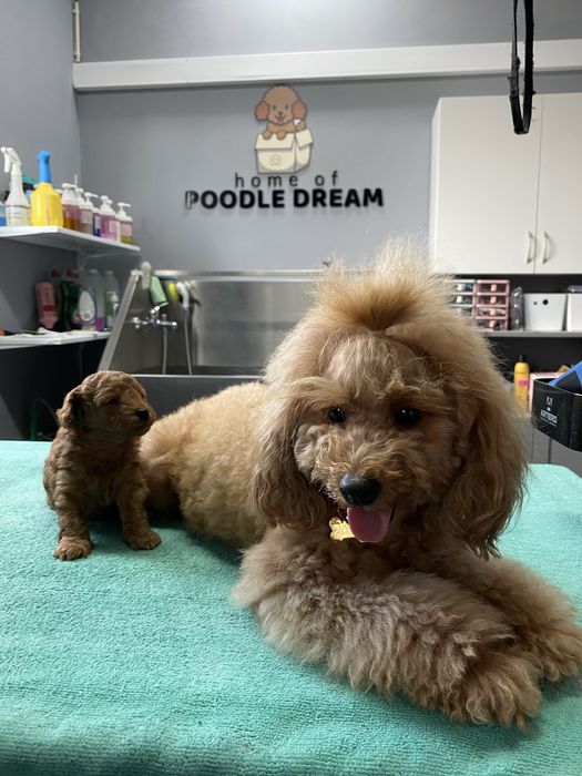 Linda puppy de Caniche/Poodle toy vermelho procura novo dono!!!