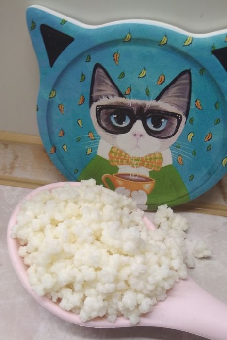 Молочный    гриб