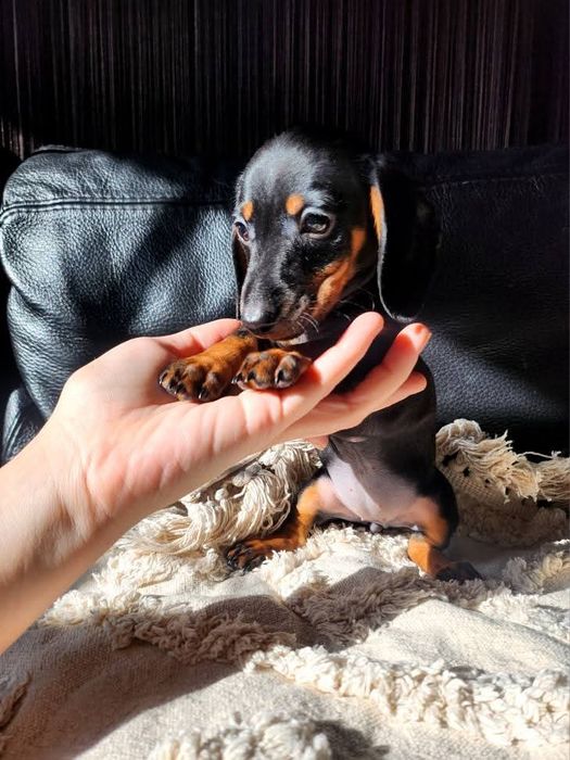 Jamnik króliczy krótkowłosy / gładkowłosy (nie miniaturowy)