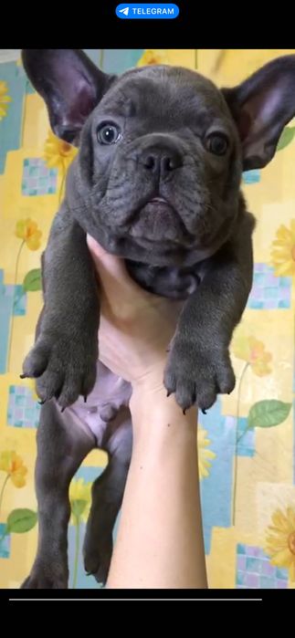 Щенки французского бульдога