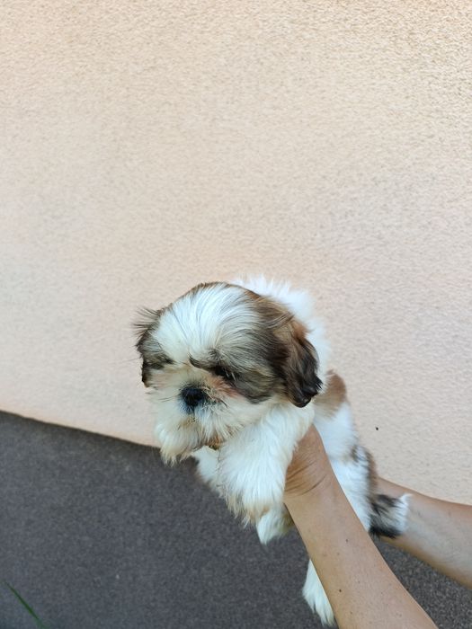 Szczeniaki shih tzu