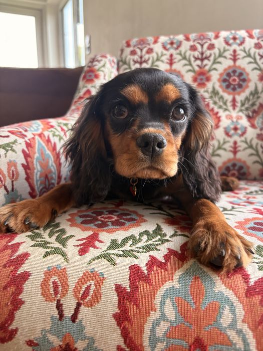 Cavalier King Charles Spaniel piesek.