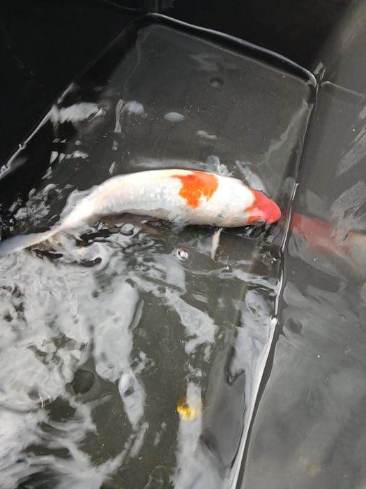 Carpa koi 35/40 cm