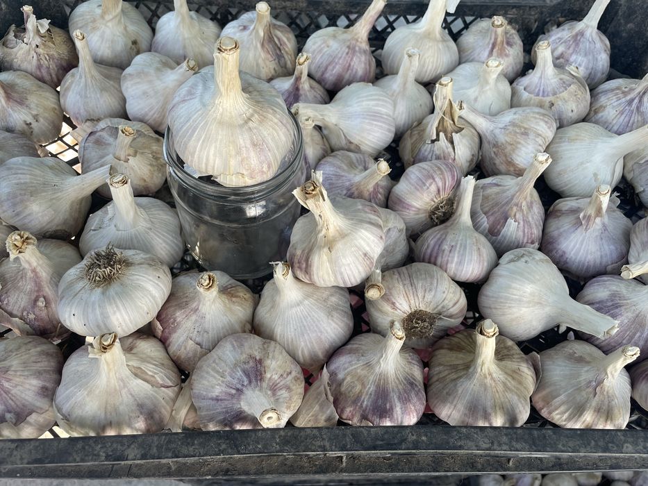 Продам часник сорт «Любаша»