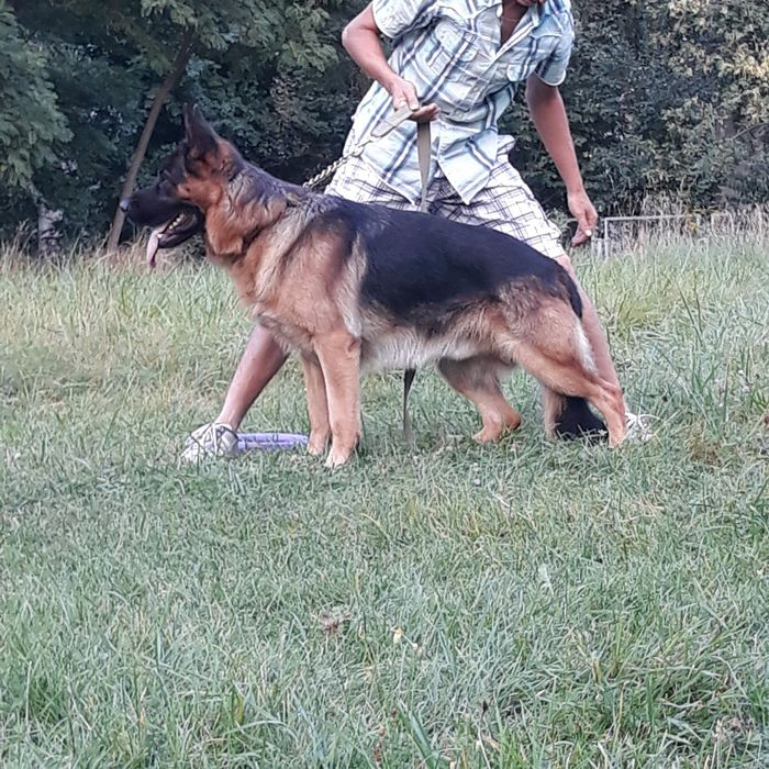 Дресирування собак, послуги кінолога