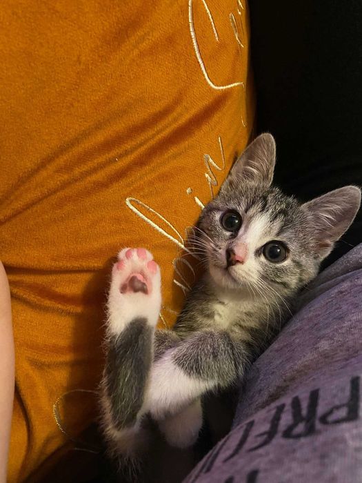 Młoda koteczka szuka domu