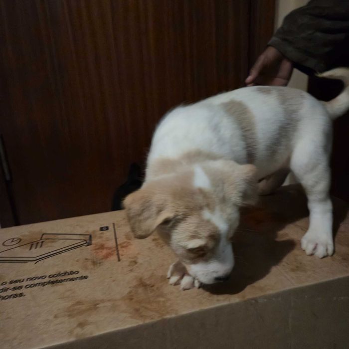 Cães bebés para dar