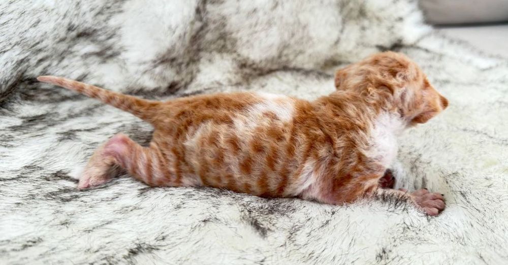 Продаються малюки девон- рекс