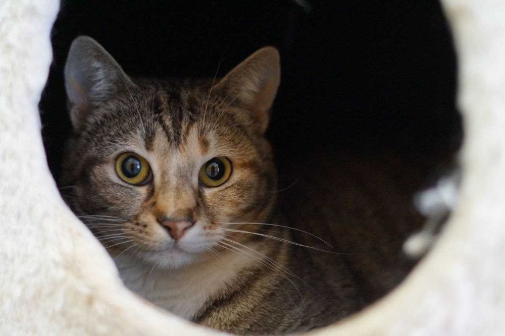 Ну сколько ждать кошечке ?