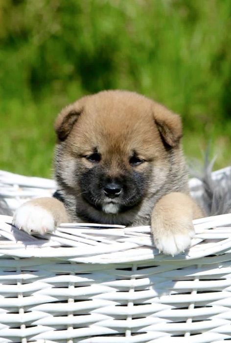 Shiba inu SAYURI suczka zkwp FCI, sunia po CHAMPIONACH