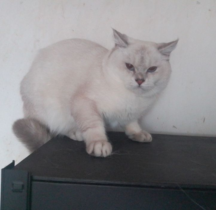 Британський блакитноокий котик лінкс колорпойнт