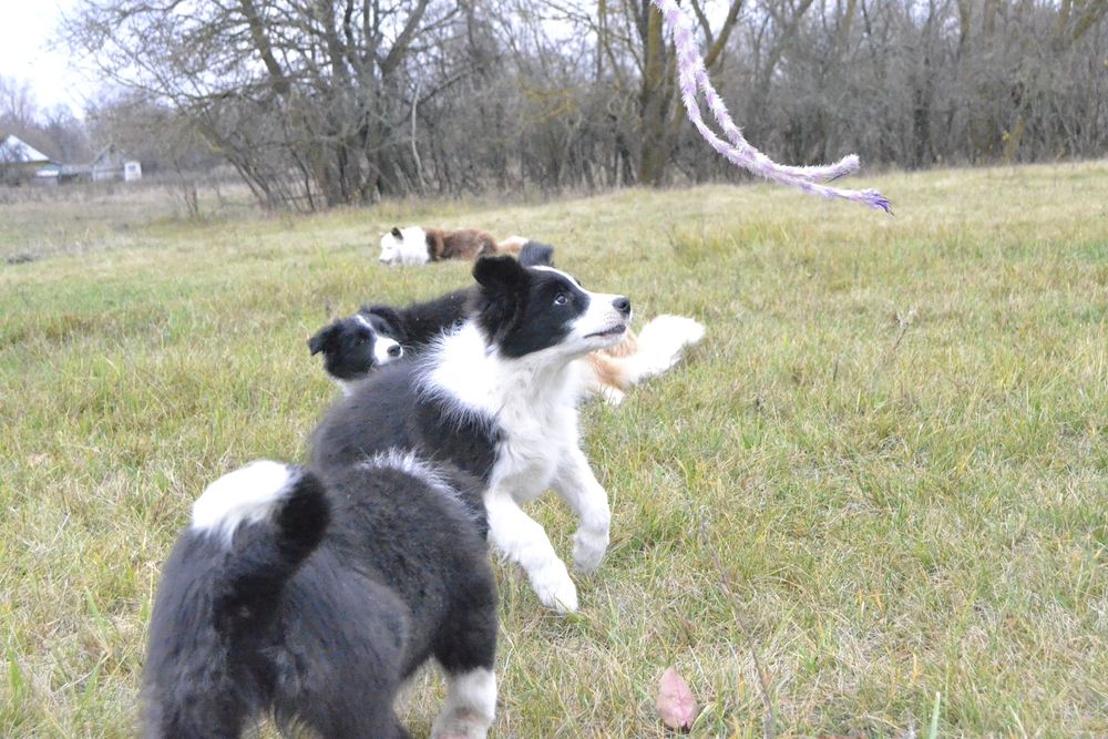 Цуценята Бордер Колли