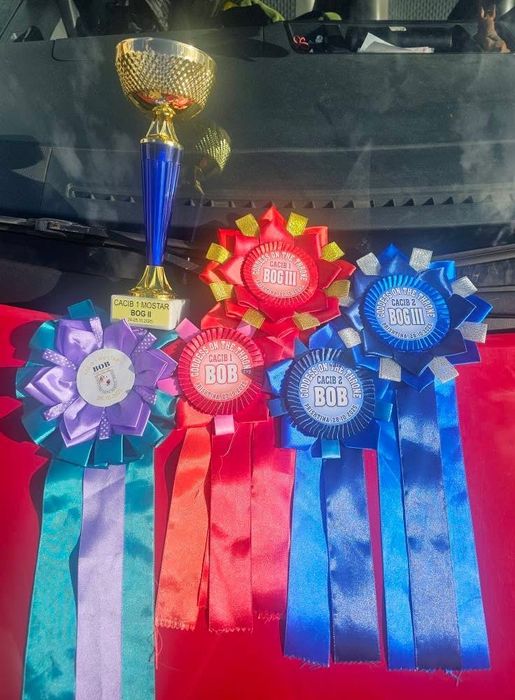 В’язка Bullterrier бультерьер бультер’єр