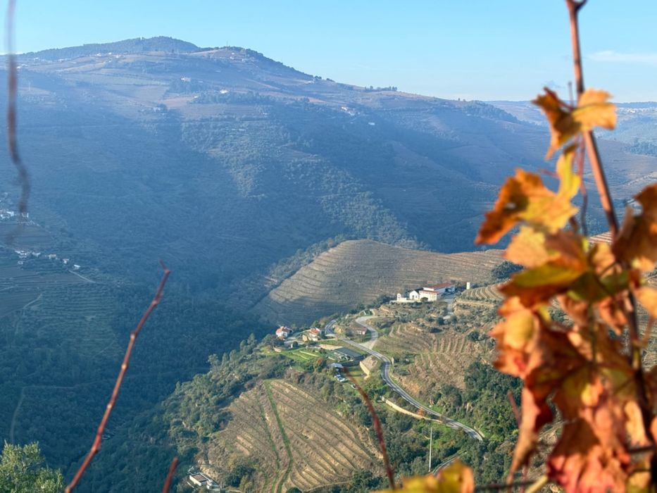 Propriedade com vinha histórica em Casal de Loivos — Vale De Mendiz, Casal De Loivos E Vilarinho De Cotas, Vila Real