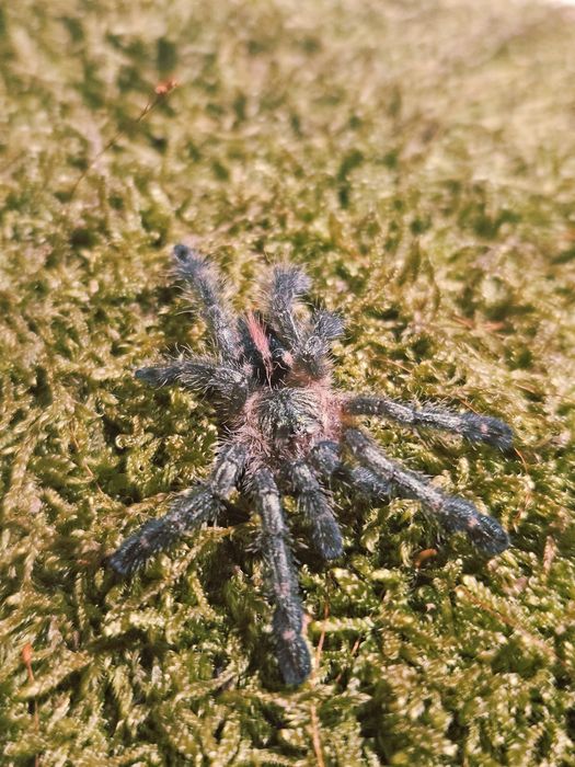 Ybyrapora diversipes L1