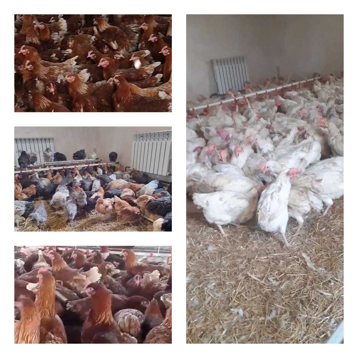 Продам кури несушки! Доставка безкоштовна. Дніпро!