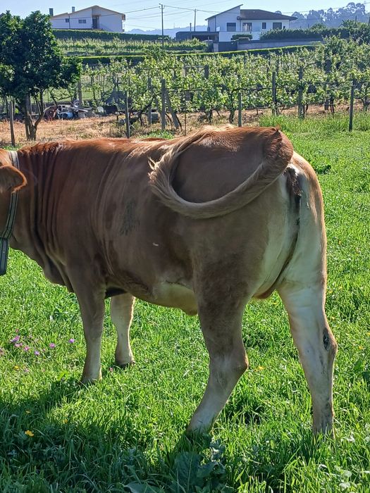 Vaca minhota.